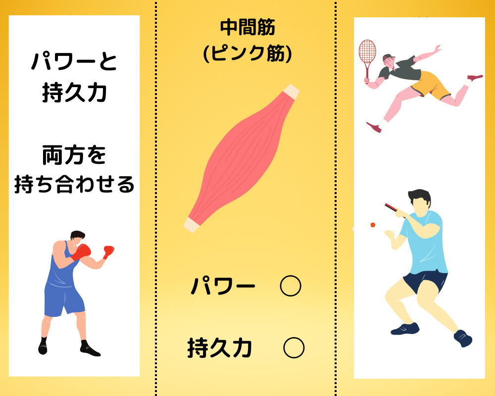 遅 筋 鍛え 方